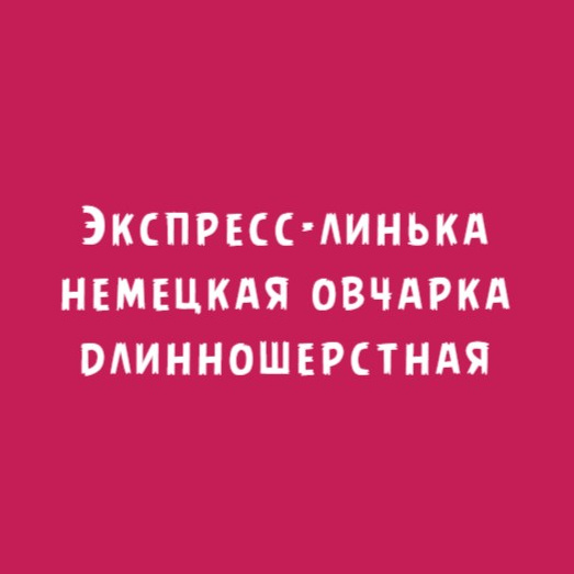 Немецкая овчарка длинношерстная: Экспресс-линька