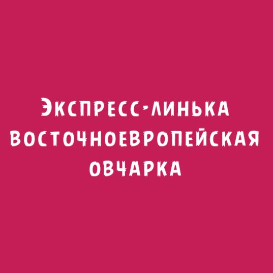 Восточноевропейская овчарка: Экспресс-линька