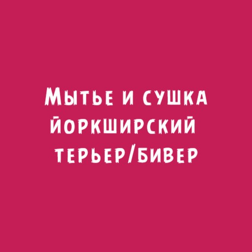 Йоркширский терьер, бивер: Мытье и сушка