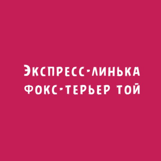 Фокс терьер той: Экспресс-линька