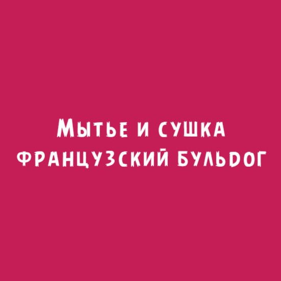 Французский бульдог: Мытьё и сушка