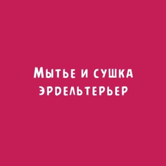 Эрдельтерьер: мытье и сушка