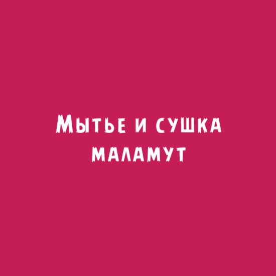 Маламут: мытье и сушка