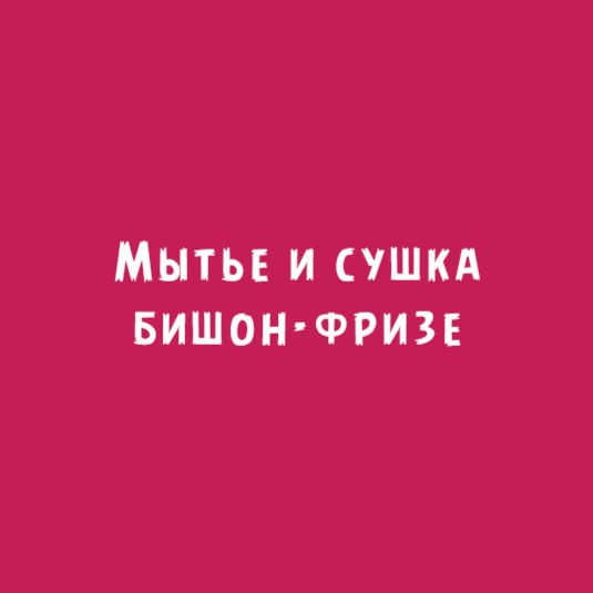 Бишон-фризе: Мытье и сушка