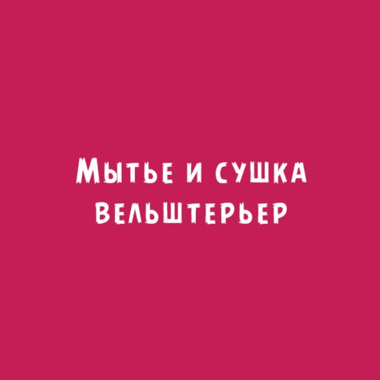 Вельштерьер: Мытьё и сушка