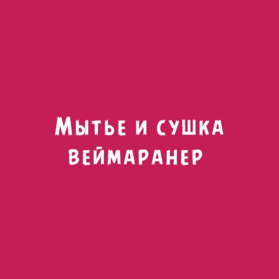 Веймаранер: Мытьё и сушка