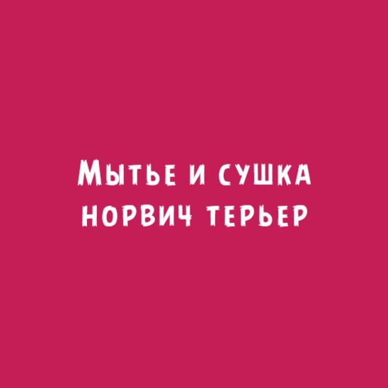 Норвич терьер: Мытьё и сушка