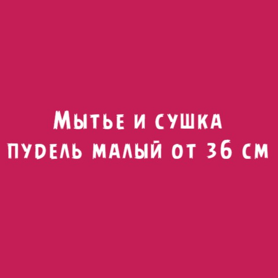 Пудель малый от 36см: Мытье и сушка