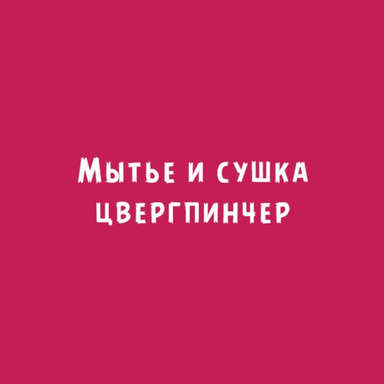 Цвергпинчер: Мытьё и сушка