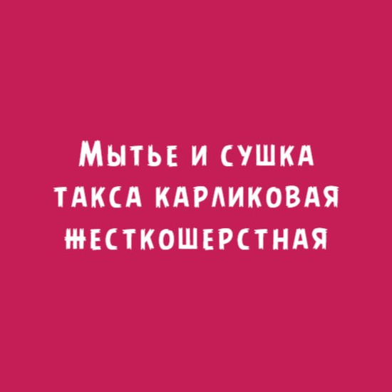 Такса жесткошерстная карликовая: Мытьё и сушка