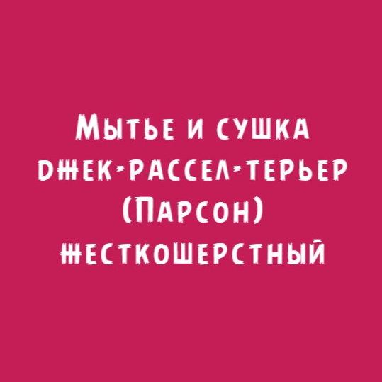 Джек рассел терьер (парсон) жесткошерстный: Мытьё и сушка