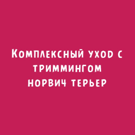 Норвич терьер: Комплексный уход с триммингом