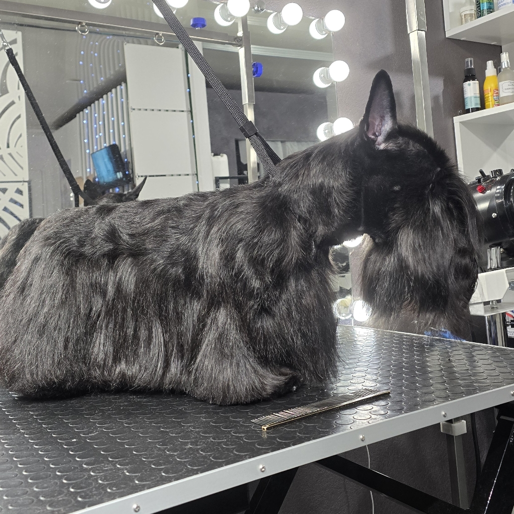 Скотч терьер (полный комплекс с триммингом)