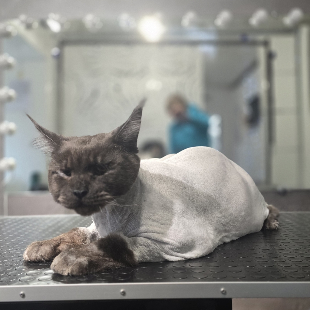 Стрижка мейн-кун