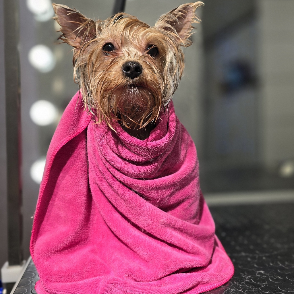 Йоркширский терьер (гигиена)