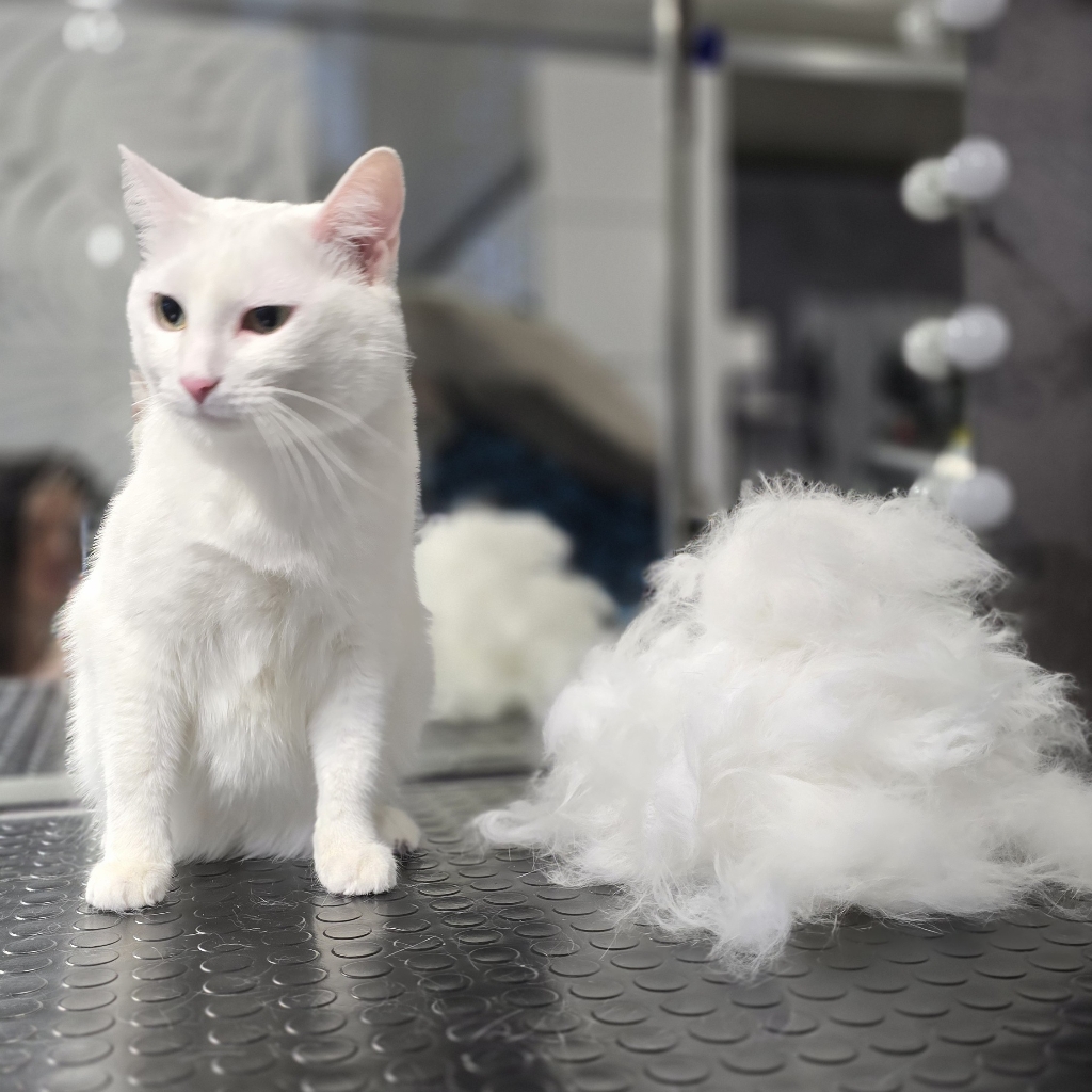 Гигиенический комплекс для кошек(купание+вычес)