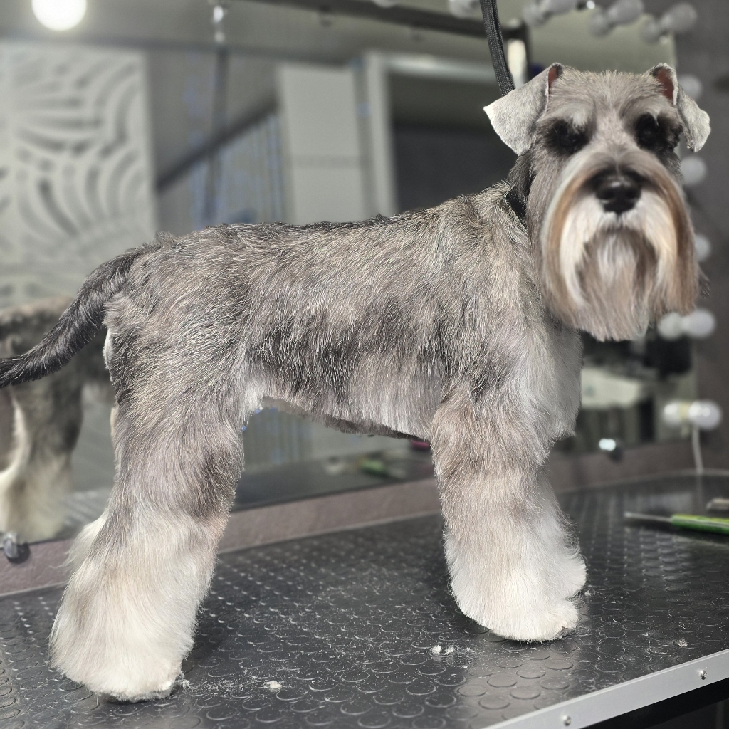 Цвергшнауцер полный комплекс с триммингом