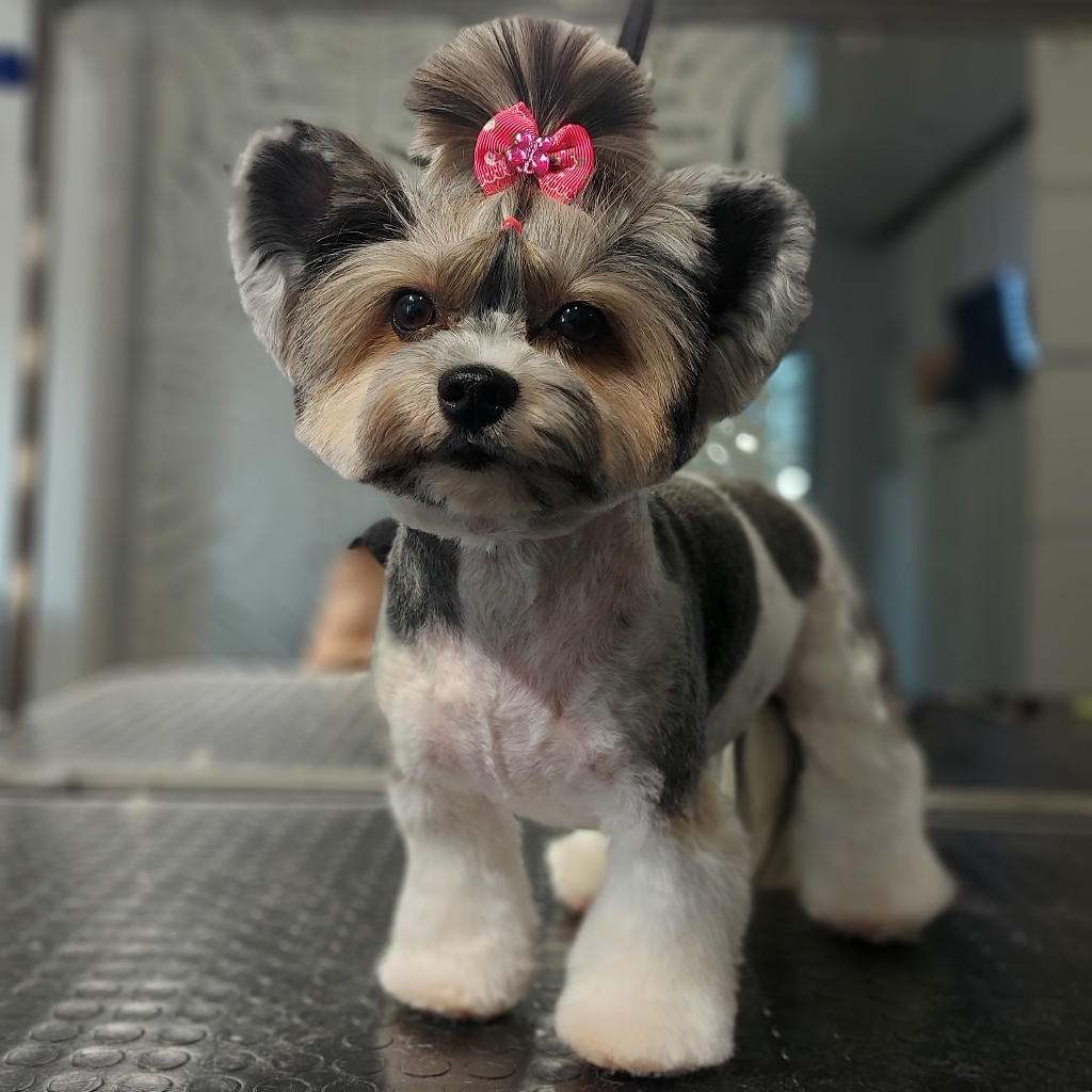 Бивер йоркширского терьера(комплекс)