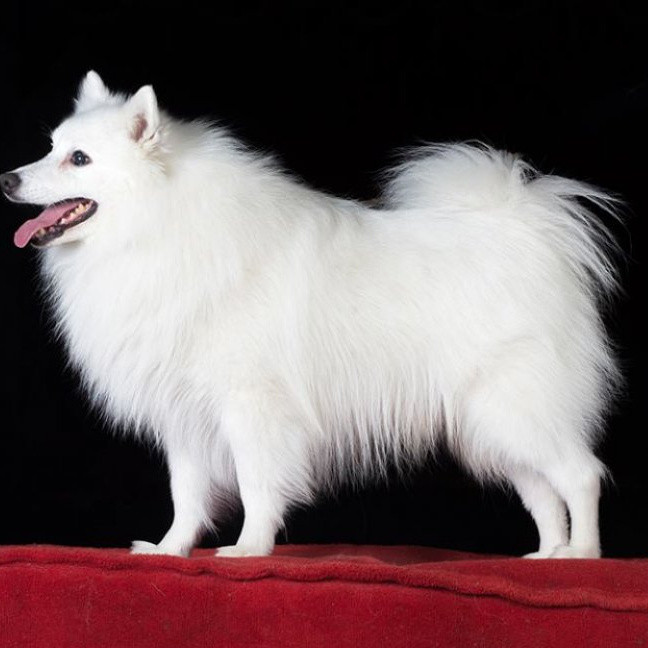 Японский Шпиц