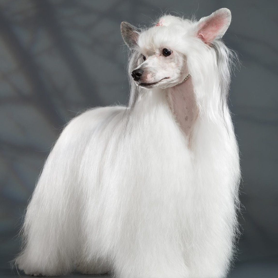 Китайская хохлатая пуховка до 5 кг