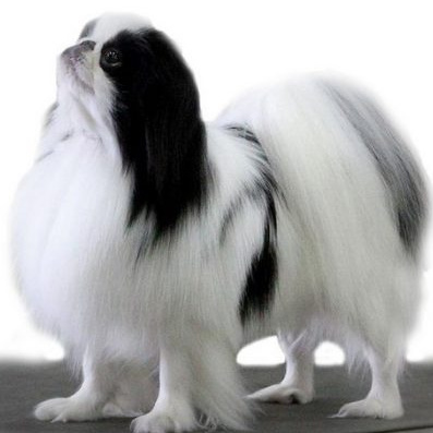 Японский хин