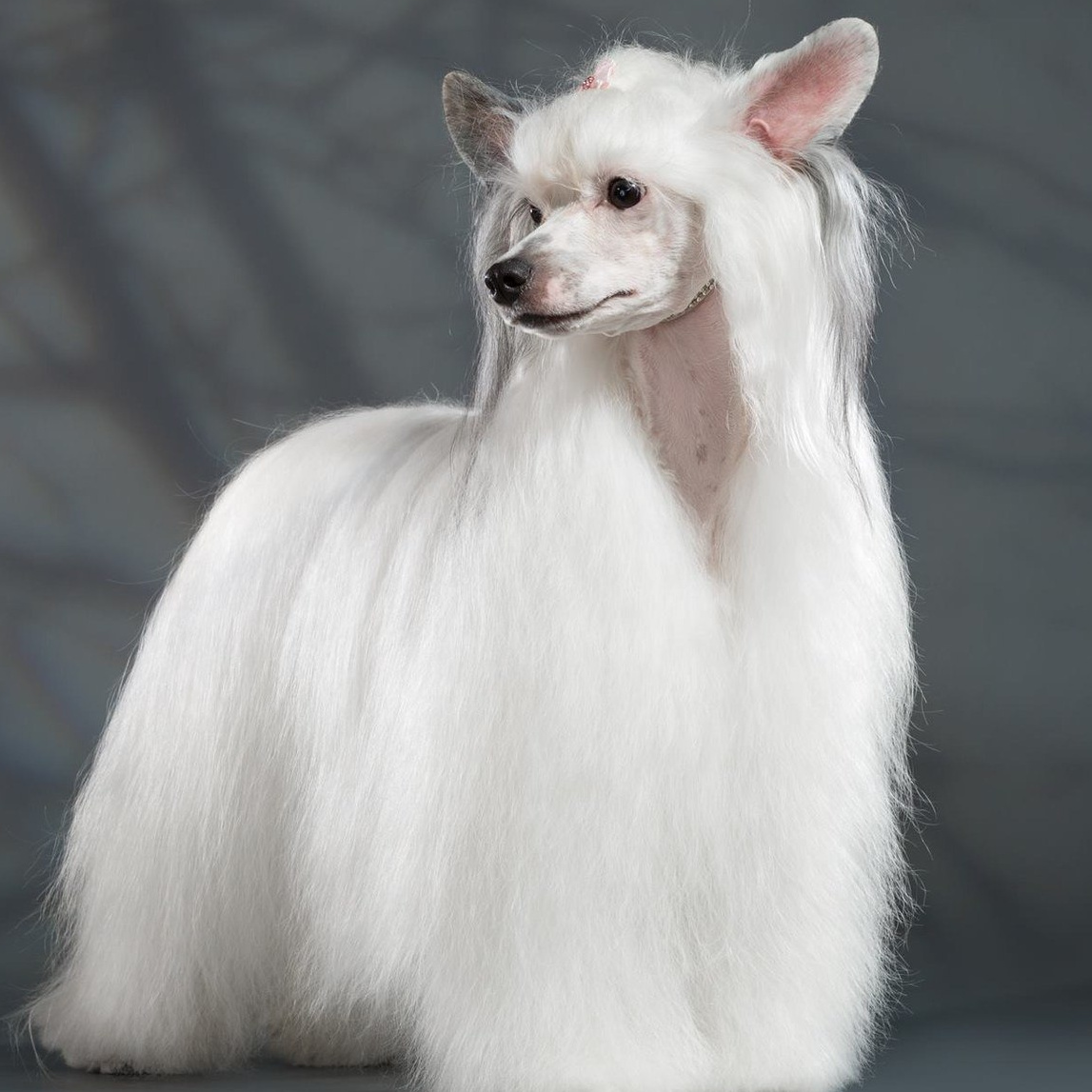 Китайская хохлатая пуховка от 5 кг