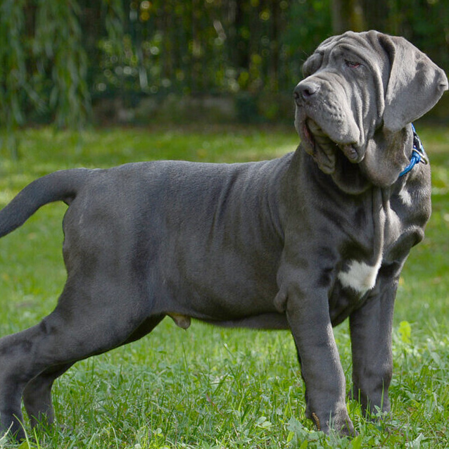 Мастино-неаполитано