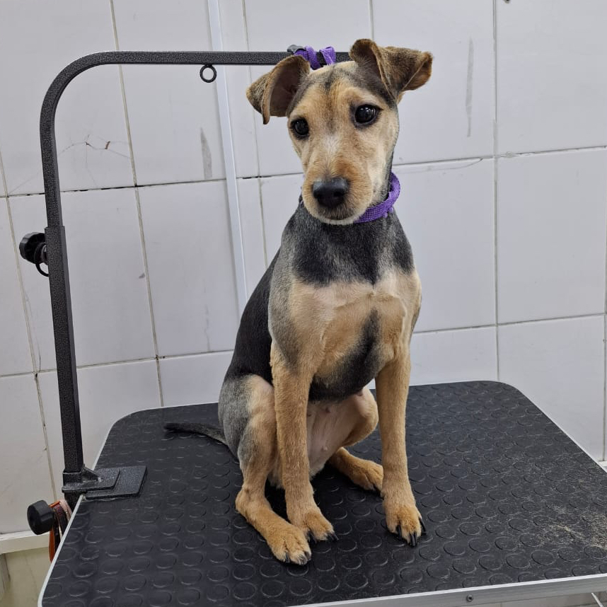 МЕТИС более 10кг Бреется машинкой полностью, корпус и лапы под одну длину ( до 9.5 мм)