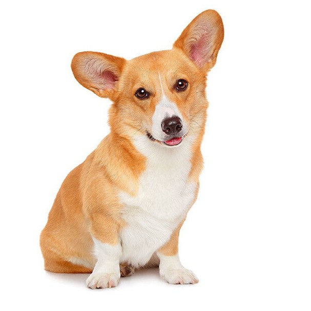 Корги, пемброк, комплекс