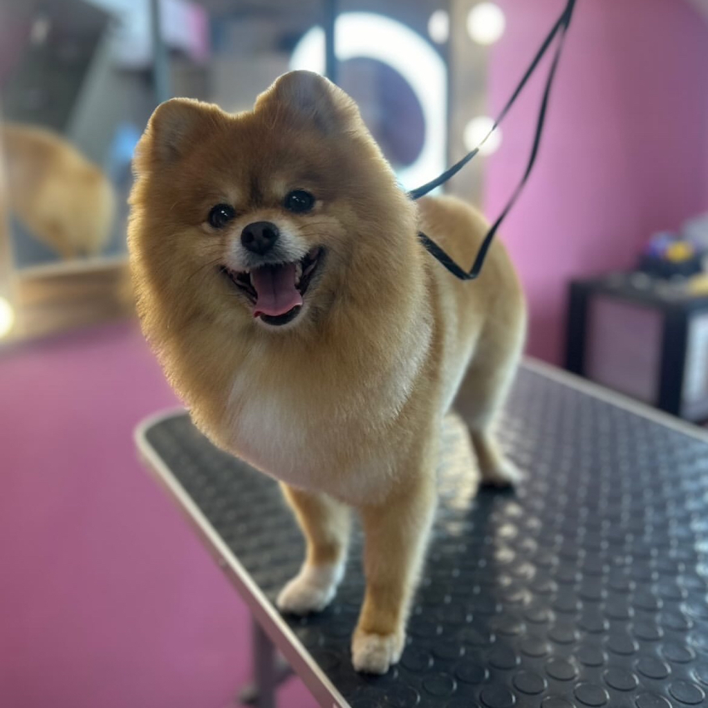 Шпиц крупный от 35см в холке