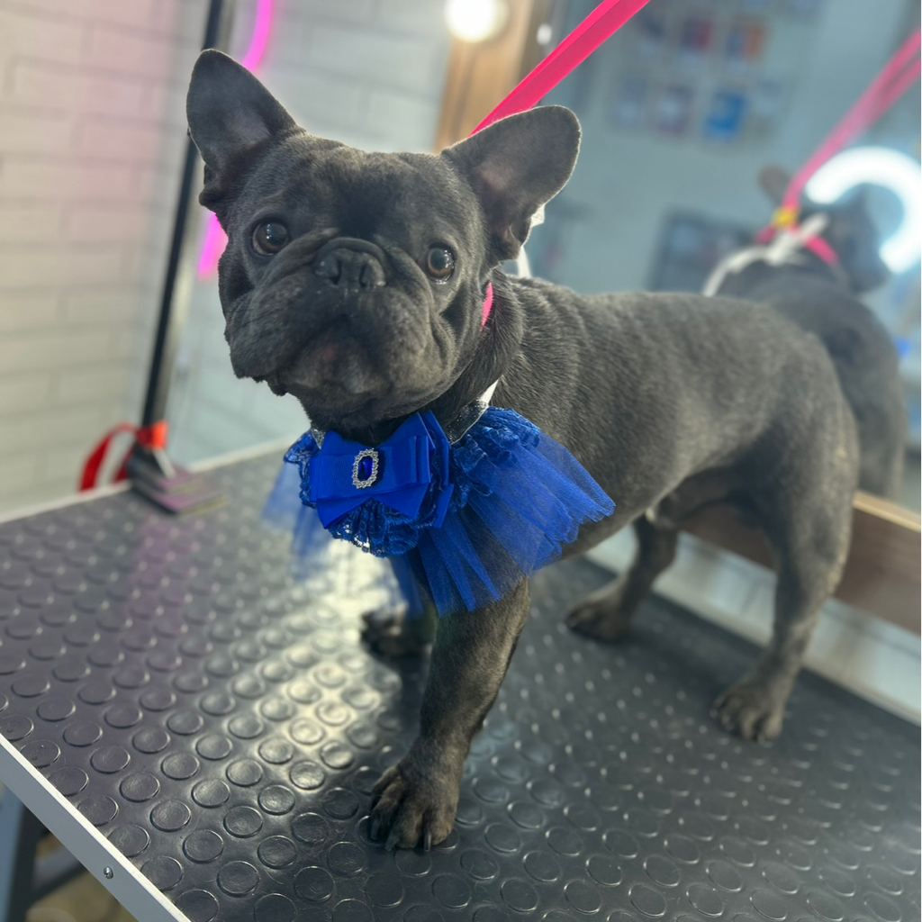 Французский бульдог