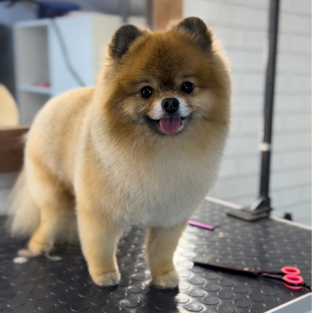 Шпиц мини до 25 см в холке