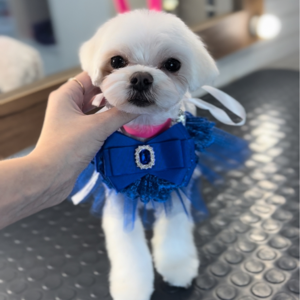 Мальтийская болонка