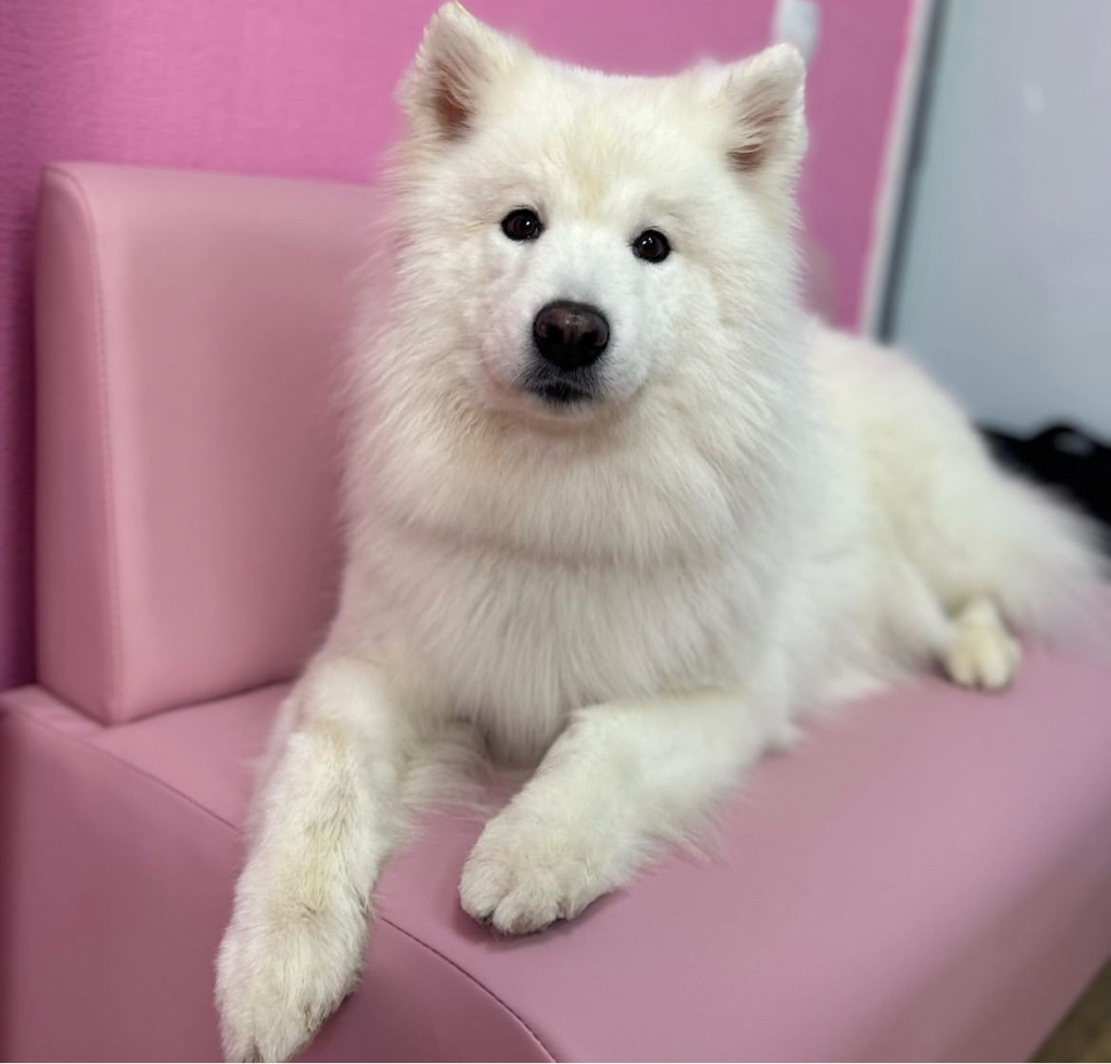 Самоедская лайка