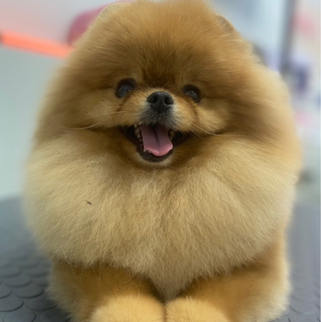 Шпиц средний от 25 до 35см в холке