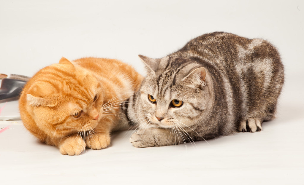 вычёсывание с мытьём кота/кошки. стрижка когтей(хозяева помогают держать) доплата за сложность