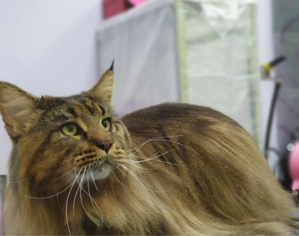 Мейнкун.вычёсывание с мытьём. кот/кошка, стрижка когтей  (хозяева помогают держать) доплата за сложность