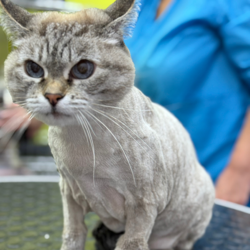 стрижка кота, кошки с мытьём,  стрижка когтей ( хозяева помогают держать) доплата за сложность
