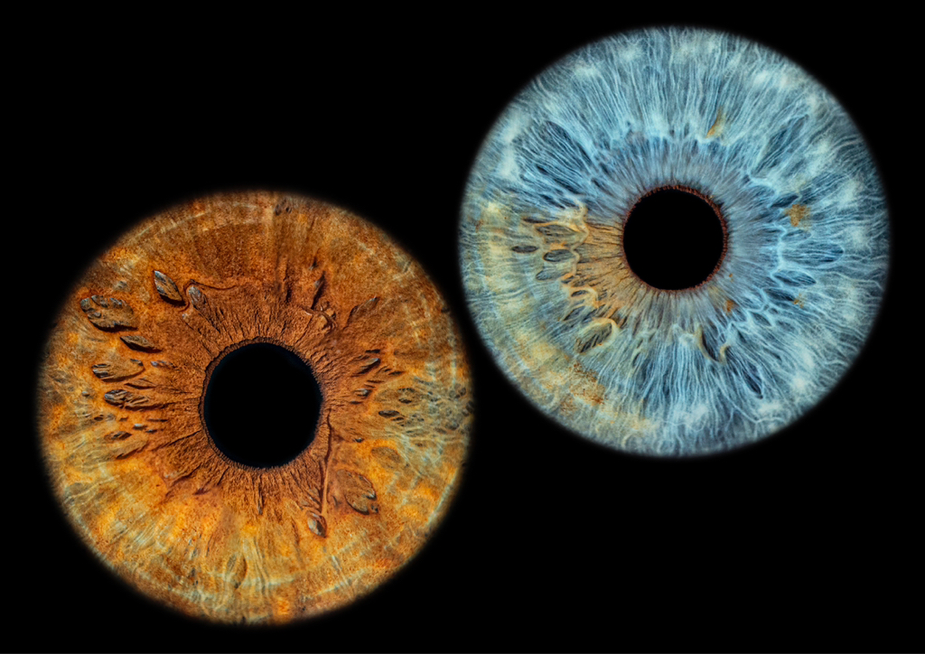 Zdjęcie dwóch tęczówek | Photo of two irises