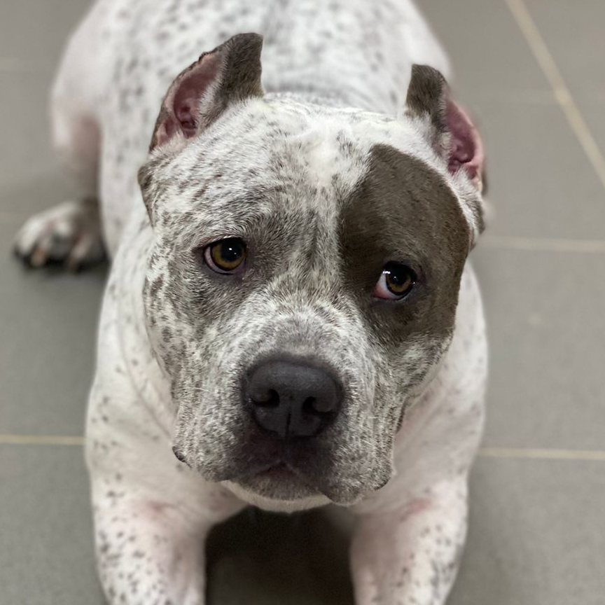 Американский булли Комплекс "Экспресс-линька"