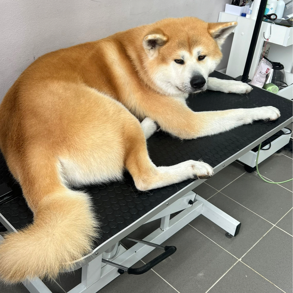 Акита-ину Комплекс «Экспресс-линька»