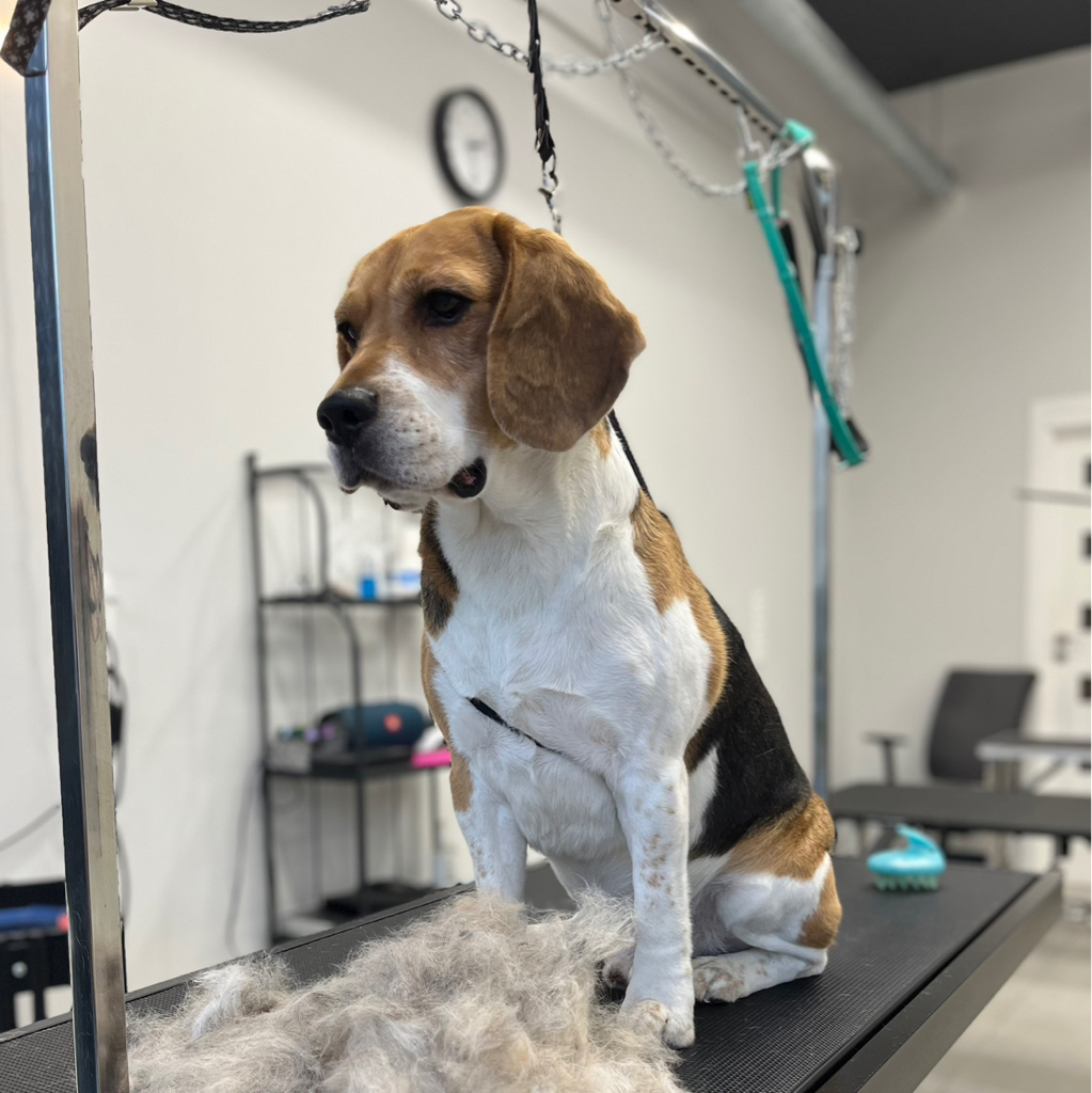 Beagle - kompleksowa usługa