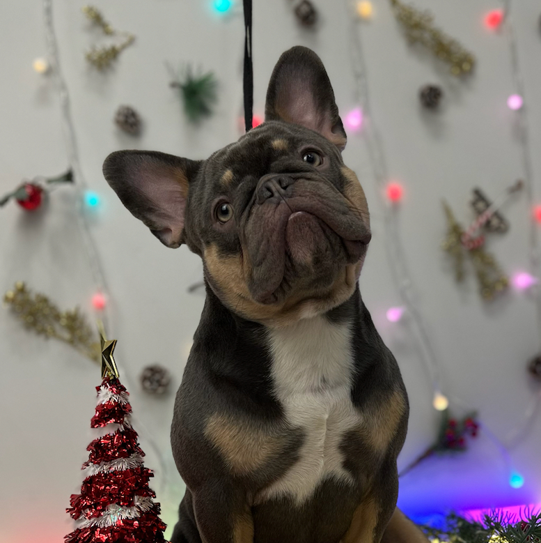 Buldog francuski  - kompleksowa usługa