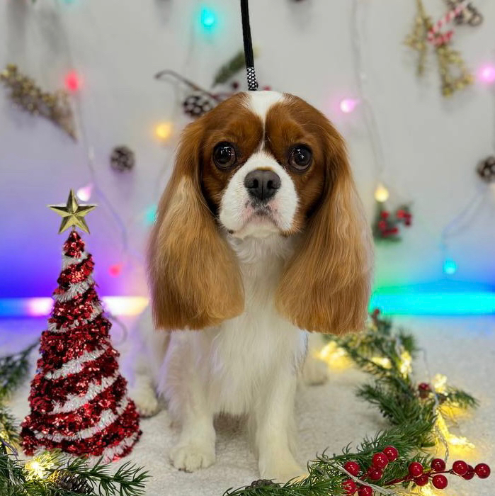 Cavalier King Charles Spaniel - kompleksowa usługa