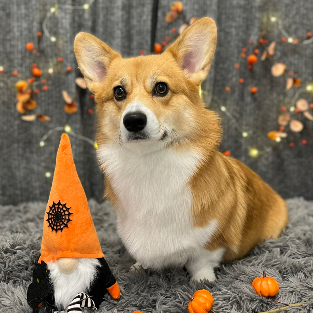 Corgi - kompleksowa usługa