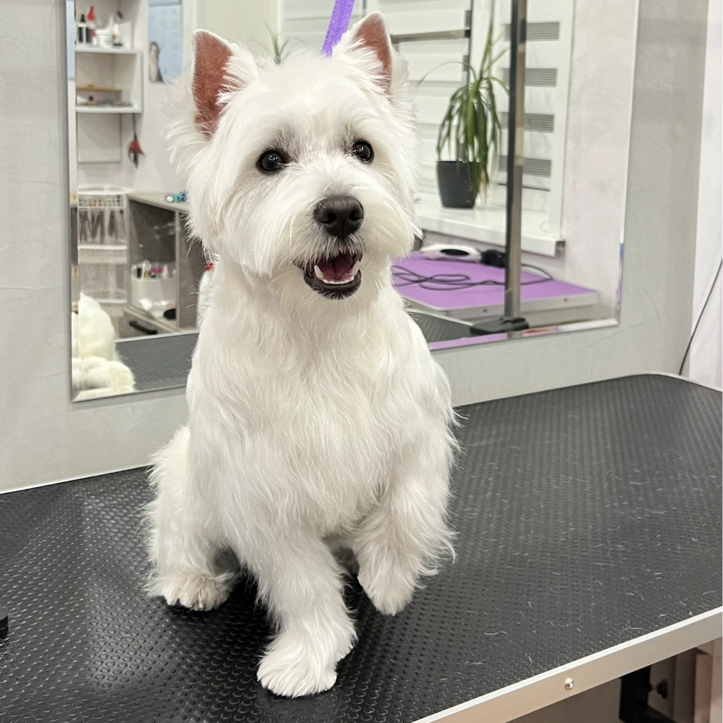 Вест-хайленд-уайт-терьер