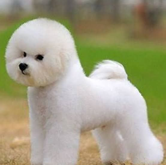 Бишон Фризе