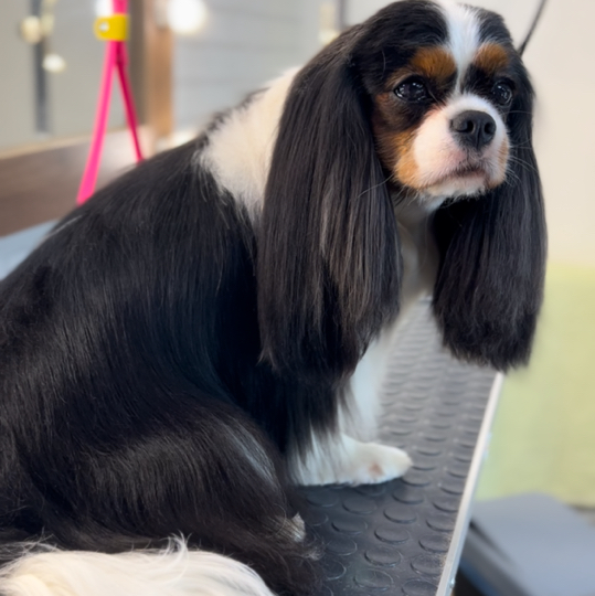 Кавалер Кинг чарльз спаниель