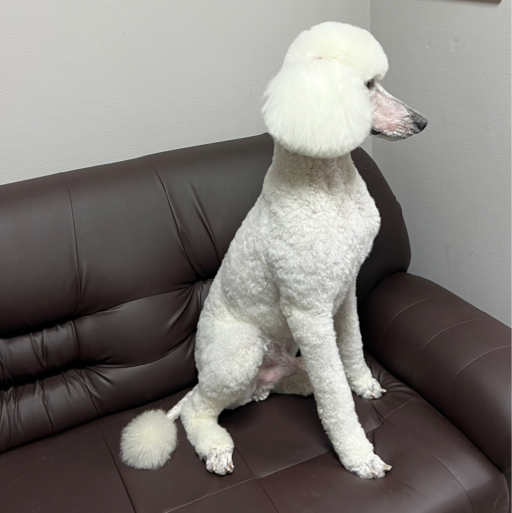 Королевский пудель Комплекс "Все включено" со стрижкой