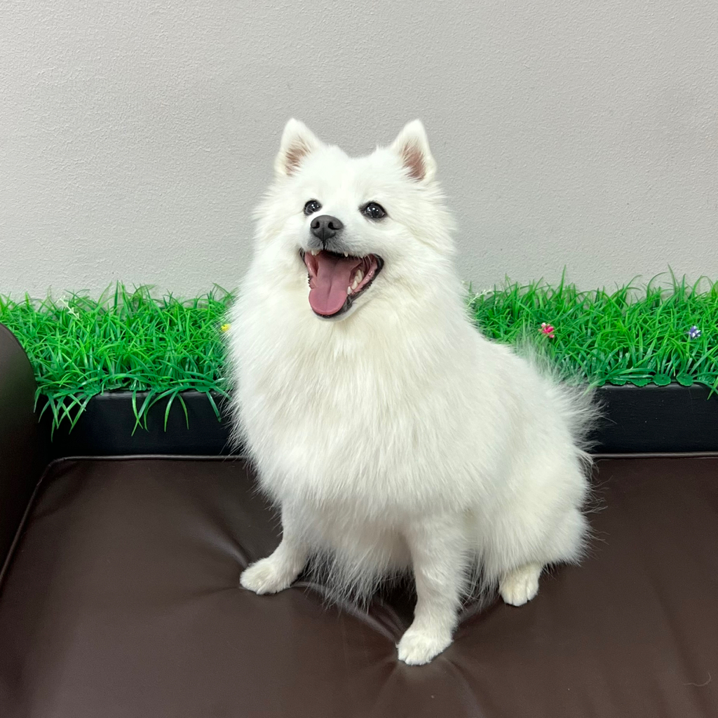 Японский шпиц Комплекс "Все включено" со стрижкой